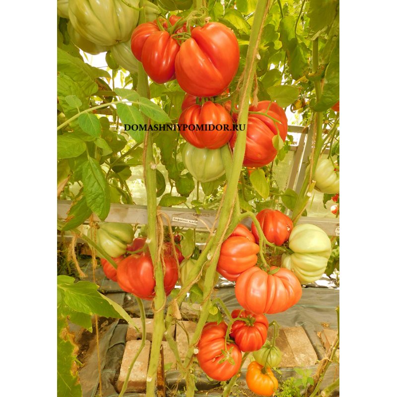 Бифштекс Альби ( Beefsteak Albi, Минусинск)